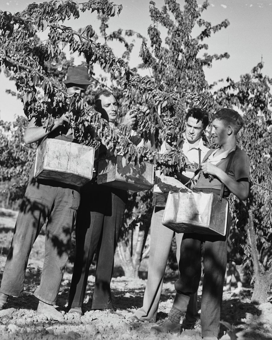 SLNSW_FL9586663 - Young's Multicultural History